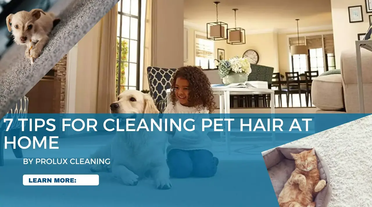 How to Remove Pet Hair from Carpet - Best Cleaning Tips for Pet Owners