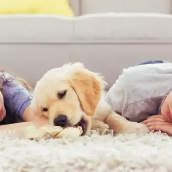 Easy Way to Remove Blood Stain from Carpet