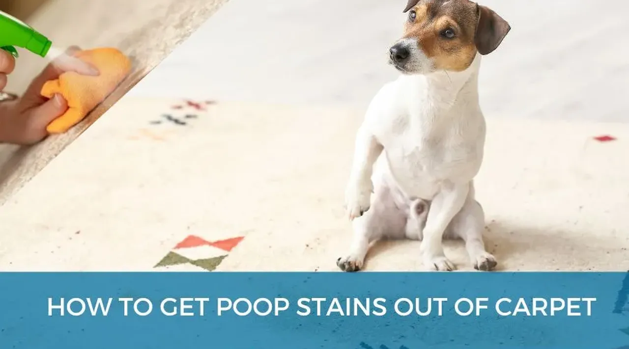 How To Get Poop Stains