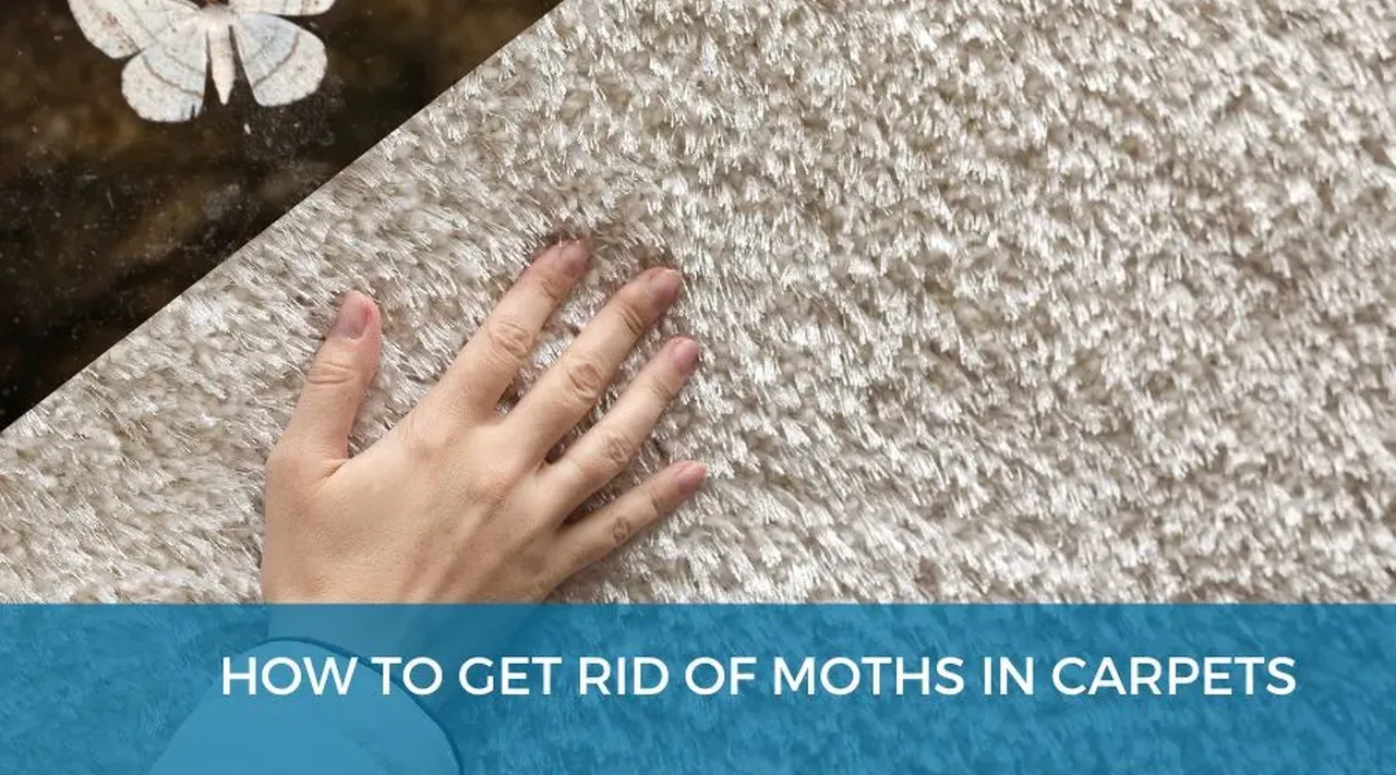 How to Get Rid of Moths in Carpets